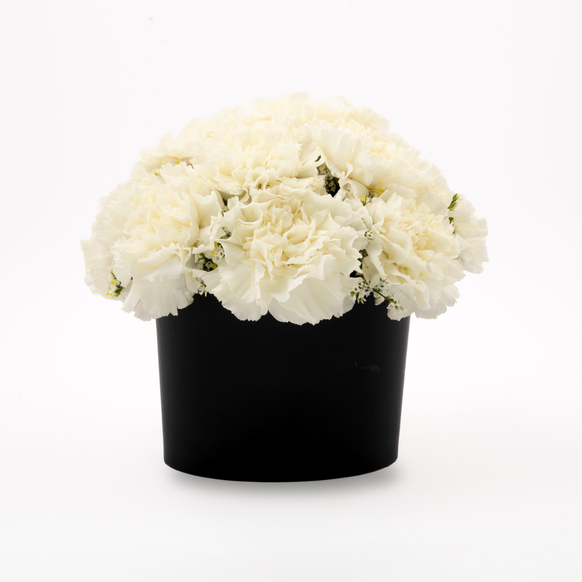 White Carnation Blossom