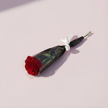 Single Red Rose Flower